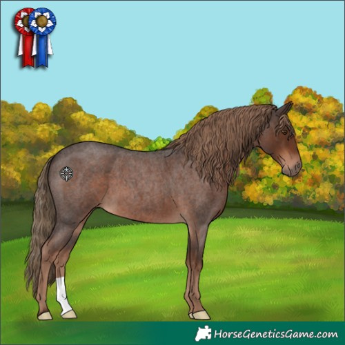Horse Color:Liver Red Roan 