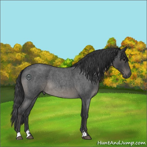 Horse Color:Blue Roan Sabino 