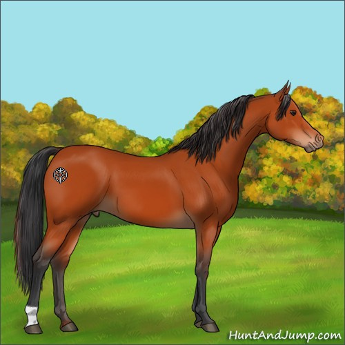 Horse Color:Brown 