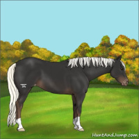 Horse Color:Liver Chestnut Mushroom Varnish 