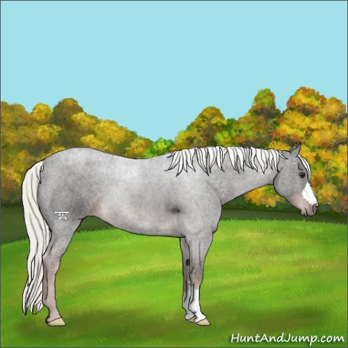 Horse Color:Liver Chestnut Mushroom 