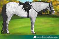 Horse Color:Blue Ice Roan  and Blue Ice Roan Appaloosa 