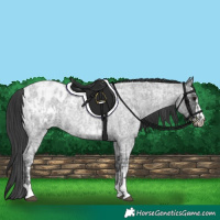 Horse Color:Blue Ice Roan  and Blue Ice Roan Appaloosa 