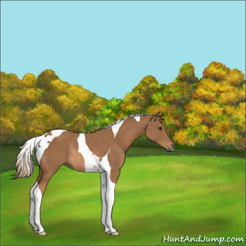 Horse Color:Chestnut Tobiano Rabicano 