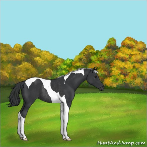 Horse Color:Black Tobiano Rabicano 