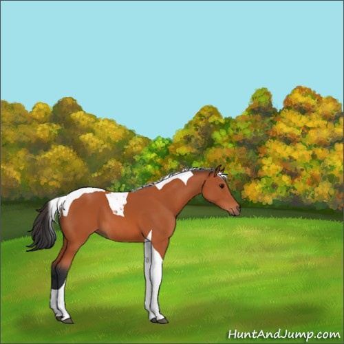 Horse Color:Bay Tobiano 