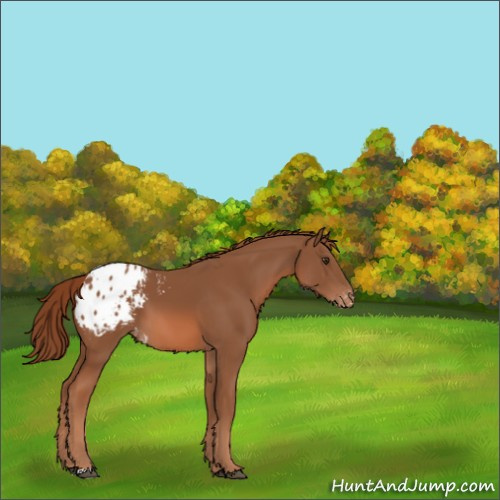Horse Color:Chestnut Appaloosa 