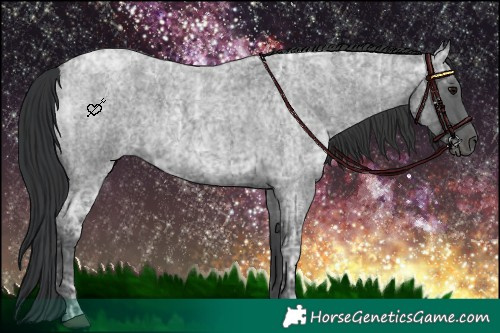 Horse Color:Blue Ice Roan and Blue Ice Roan