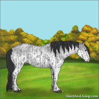 Horse Color:Blue Ice Roan  and White Spotted Blue Ice Roan 