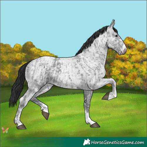 Horse Color:Black Ice Sabino  and Blue Ice Roan Rabicano 