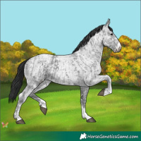 Horse Color:Black Ice Sabino and Blue Ice Roan Rabicano