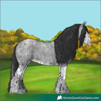 Horse Color:Blue Ice Roan and Blue Ice Roan Splash