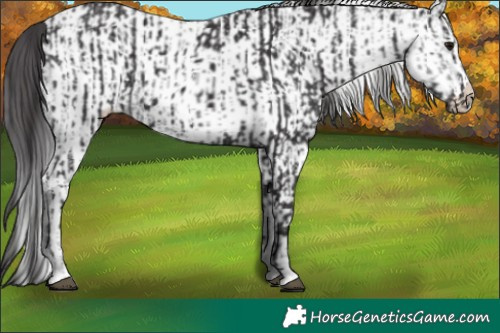 Horse Color:Smoky Black and White Spotted Smoky Black