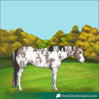 Horse Color:White Spotted Brown Sabino