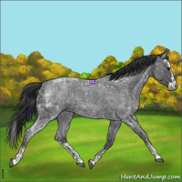 Horse Color:Blue Ice Roan and Blue Ice Roan Splash