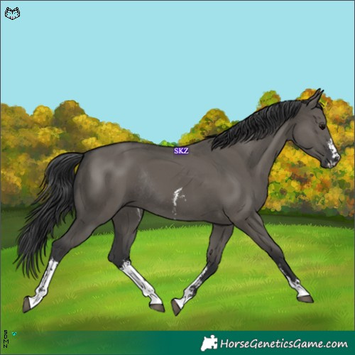 Horse Color:Grullo Sabino Rabicano