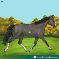 Horse Color:Grullo Sabino Rabicano
