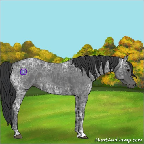 Horse Color:Blue Ice Roan  and Blue Ice Roan 