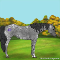 Horse Color:Blue Ice Roan  and Blue Ice Roan 