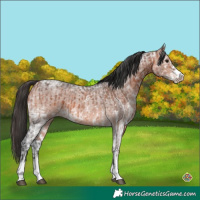Horse Color:White Spotted Bay Ice  and Bay Ice Roan Sabino 