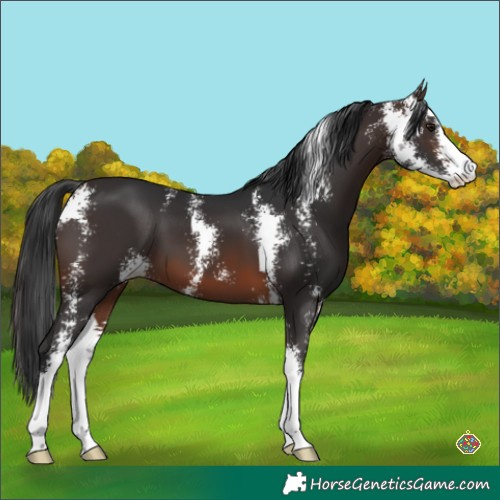 Horse Color:Brown Sabino