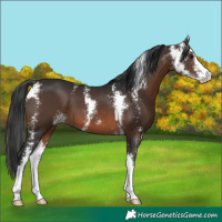 Horse Color:Brown Sabino 