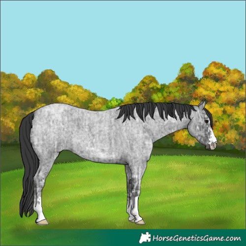 Horse Color:Blue Ice Roan  and Blue Ice Roan 