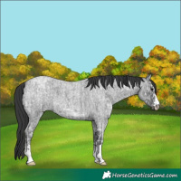 Horse Color:Blue Ice Roan  and Blue Ice Roan 