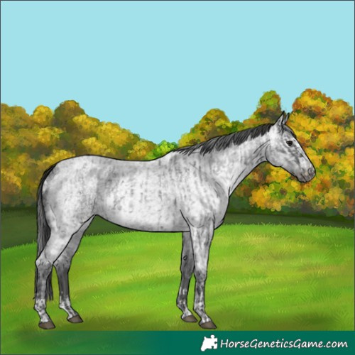 Horse Color:Blue Ice Roan  and Gray Blue Ice Roan 
