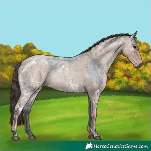 Horse Color:Blue Ice Roan and Classic Champagne Ice Roan