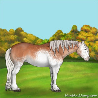 Horse Color:White Spotted Silver Bay 