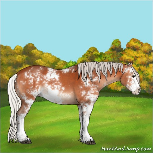 Horse Color:Silver Bay Sabino