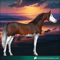 Horse Color:Brown Sabino Splash 