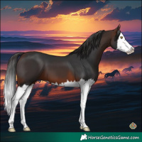 Horse Color:Brown Sabino Splash