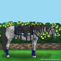 Horse Color:Blue Ice Roan  and Blue Ice Roan Rabicano 