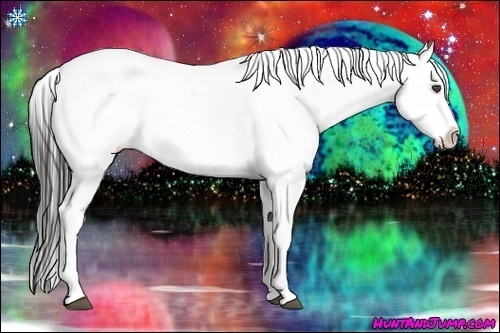 Horse Color:Liver Chestnut Appaloosa 