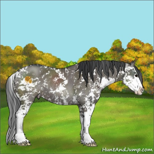 Horse Color:Grullo Sabino Rabicano 