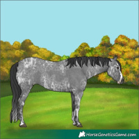 Horse Color:Blue Ice Roan and Blue Ice Roan Splash