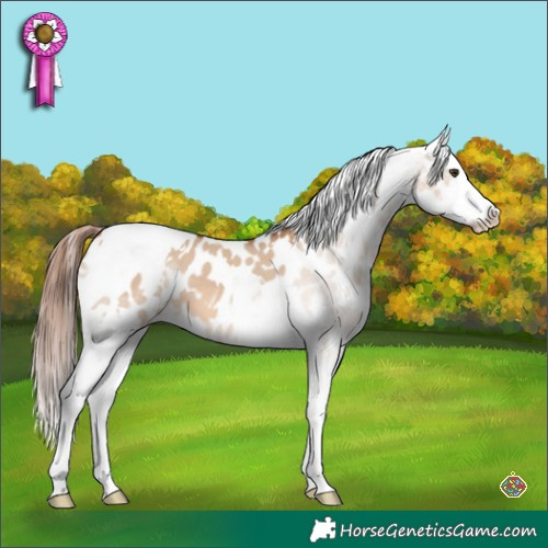 Horse Color:White Spotted Red Dun Tobiano Appaloosa 