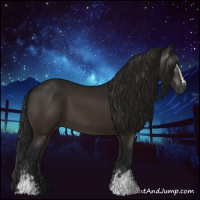 Horse Color:Gray White Spotted Bay 