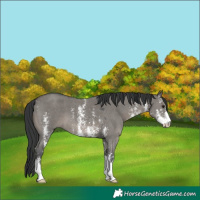 Horse Color:Grullo Sabino 