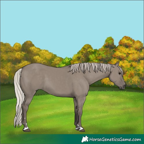 Horse Color:Silver Grullo 
