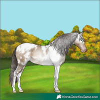 Horse Color:Gray White Spotted Sable Champagne Dun Tobiano Appaloosa 