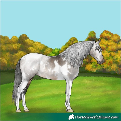 Horse Color:Gray White Spotted Brown Dun Tobiano Appaloosa Rabicano 