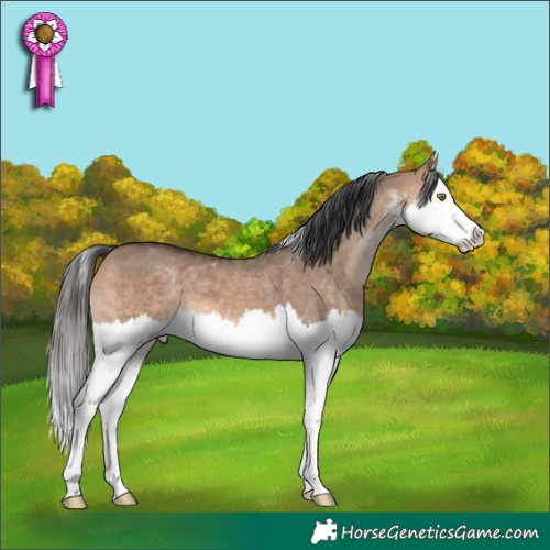 Horse Color:Bay Dun Mushroom Sabino Splash 