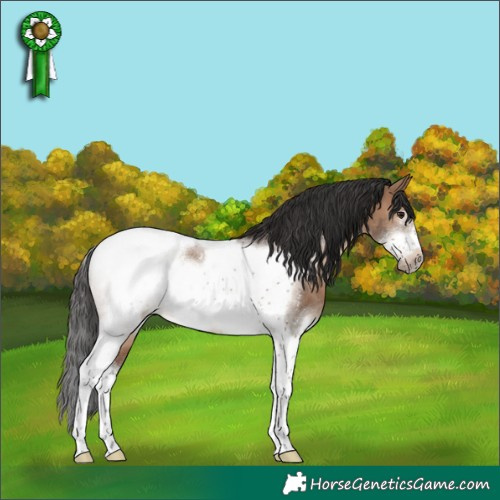 Horse Color:Brown Dun Sabino Tobiano Frame Rabicano