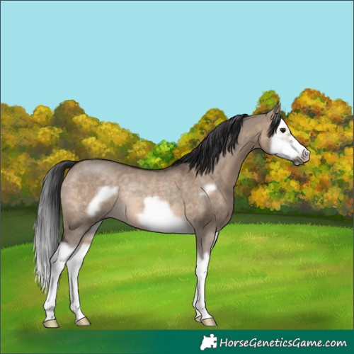 Horse Color:Brown Dun Splash Frame Rabicano 