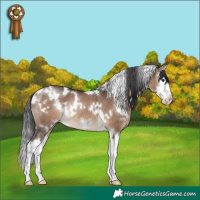 Horse Color:White Spotted Brown Dun Splash Rabicano