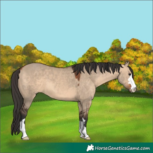Horse Color:Bay Dun 
