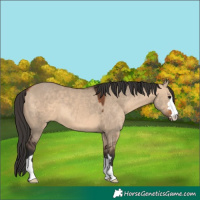 Horse Color:Bay Dun 